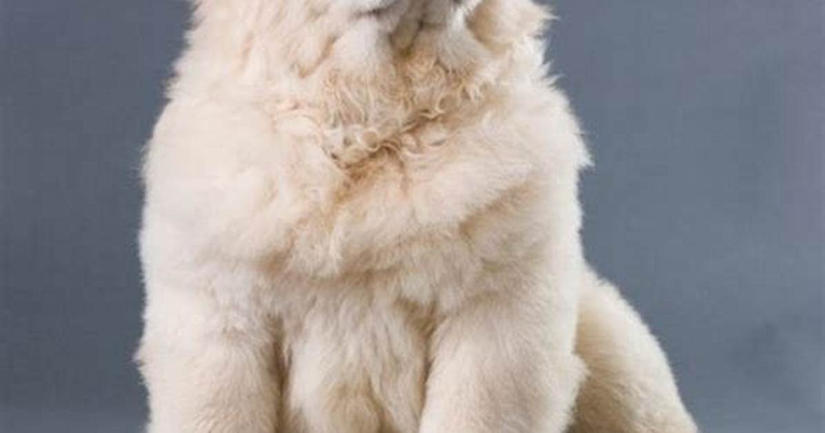 10 of the Most Misunderstood Dog Breeds in The