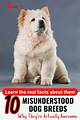 10 of the Most Misunderstood Dog Breeds in the World