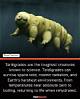 12 Creatures That Are Nearly Indestructible