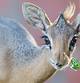 15 Weird Animals That Make Shockingly Cute Babies