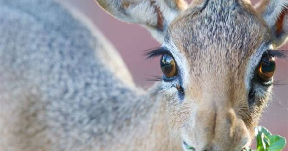 15 Weird Animals That Make Shockingly