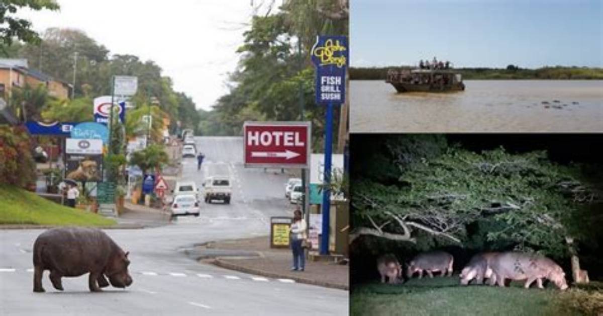 2 Hippos Captivate St. Lucia's Streets