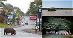2 Hippos Captivate St. Lucia's Streets