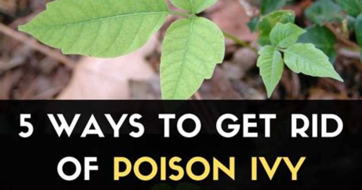 5 Ways to Kill Poison Ivy Plants Identify and Get Rid