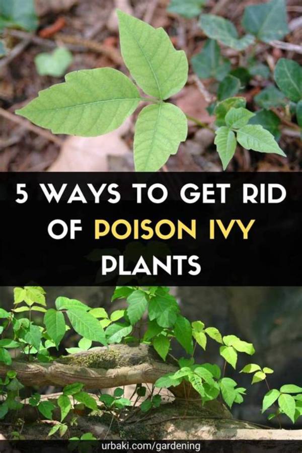 5 Ways to Kill Poison Ivy Plants Identify and Get Rid
