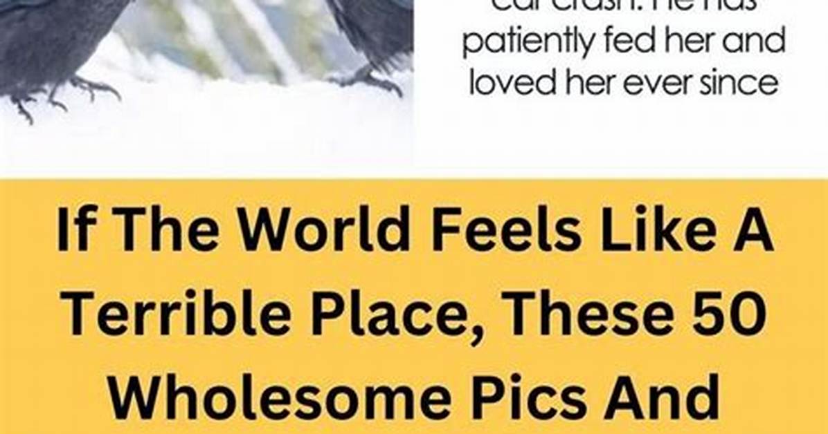 50 Wholesome Memes to Cheer You Up