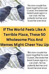 50 Wholesome Memes to Cheer You Up
