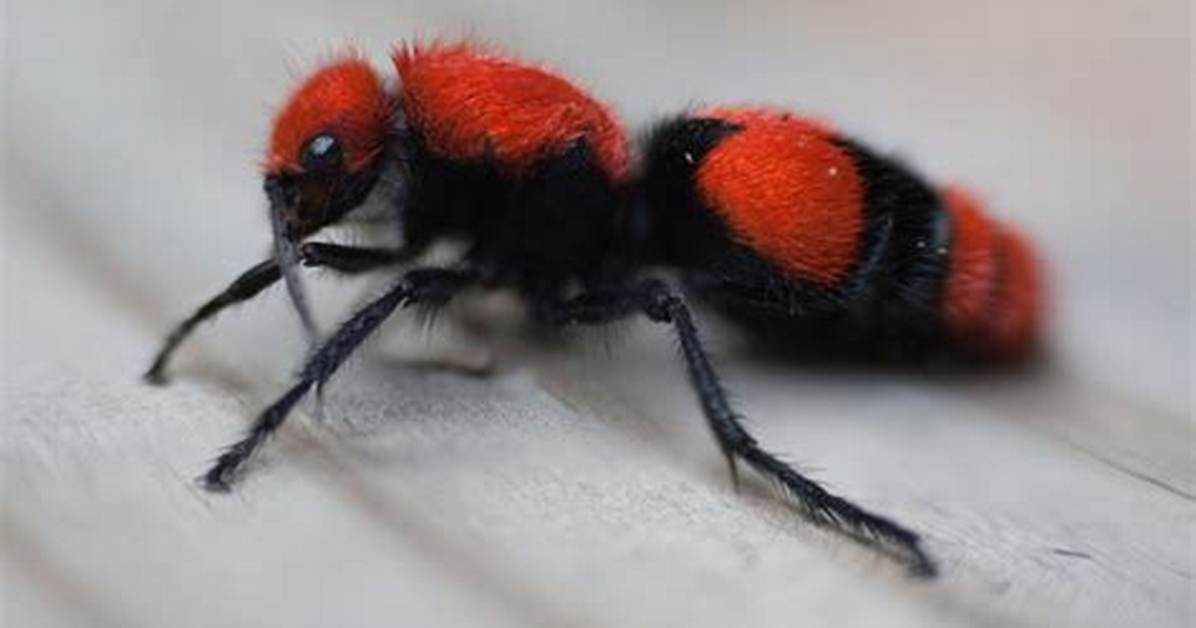 About the Big Red Ants Called Cow
