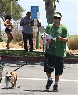 Adam Sandler's Beloved Bulldog: a Behind-the-Scenes Look