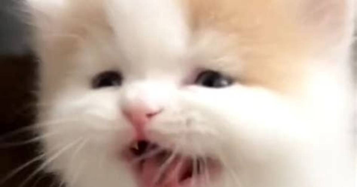 Adorable Catkitty21: Explore the Cutest Cat Videos and Pictures Online