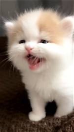 Adorable Catkitty21: Explore the Cutest Cat Videos and Pictures Online