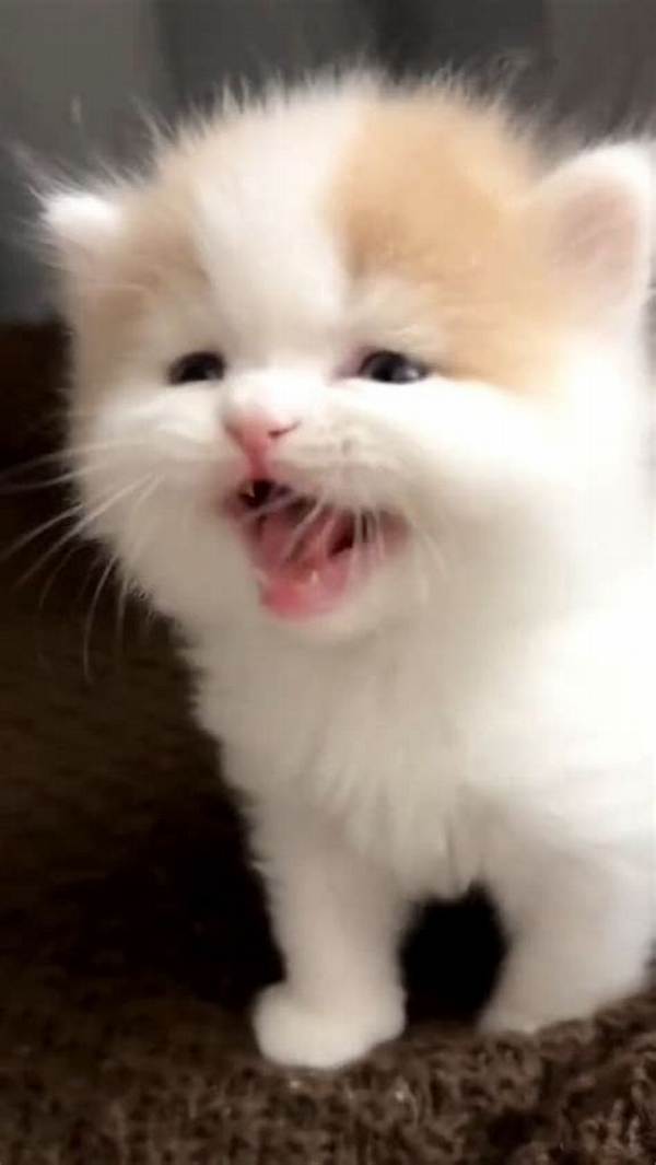 Adorable Catkitty21: Explore the Cutest Cat Videos and Pictures Online