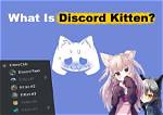 Adorable Kitten Discord Servers: Find Your Purrfect Community!