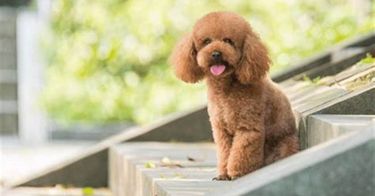 Adorable Poodle Cats a Comprehensive Guide to This Unique