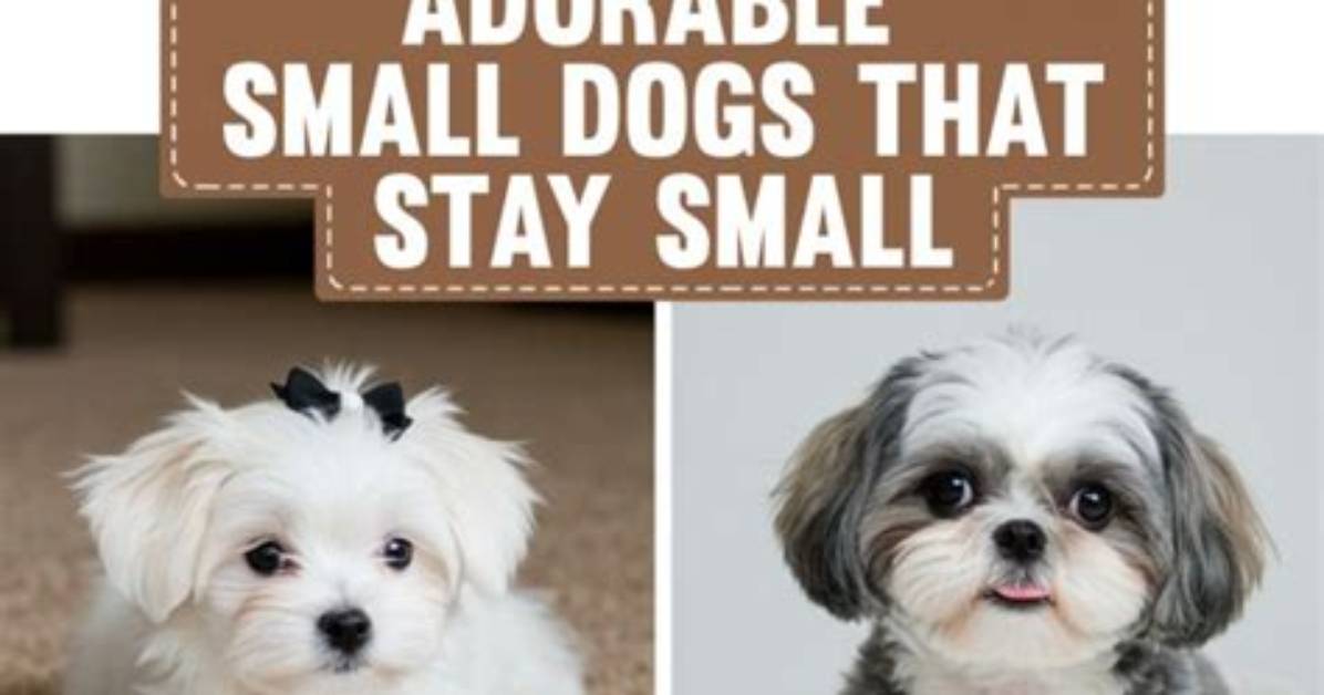 Adorable Skirby Dog Breeds Pictures: a Complete Guide to These Charming Canines