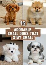 Adorable Skirby Dog Breeds Pictures: a Complete Guide to These Charming Canines