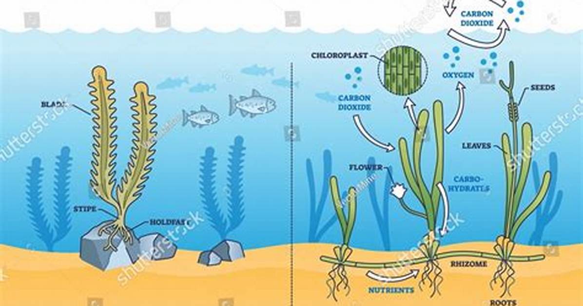 Algae in Well