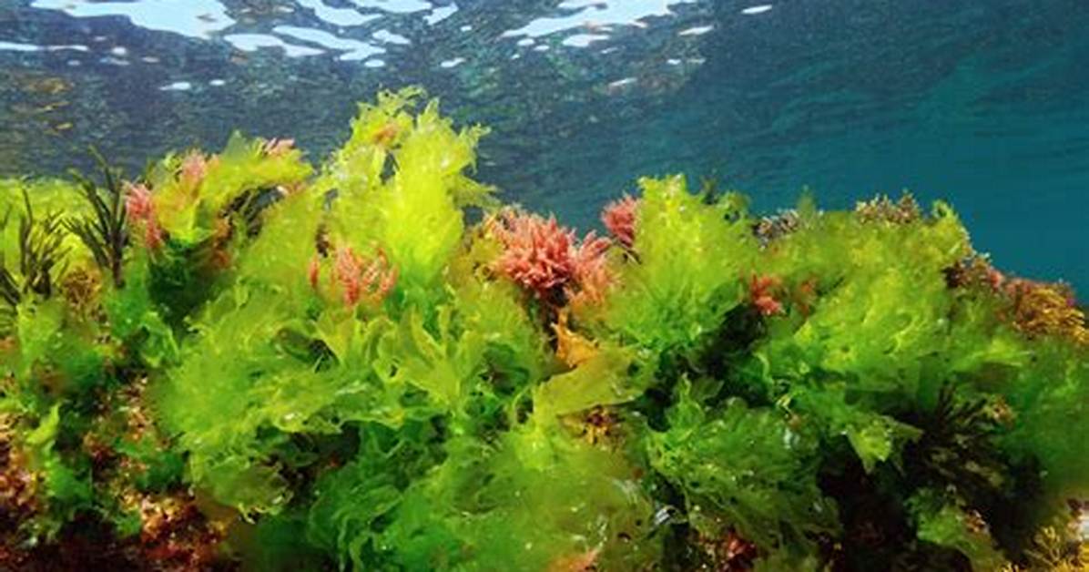 Algae In