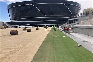 Allegiant Stadium Grass Removal: a Comprehensive Guide