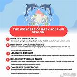 Alluring Wonders of a Baby Dolphin's World