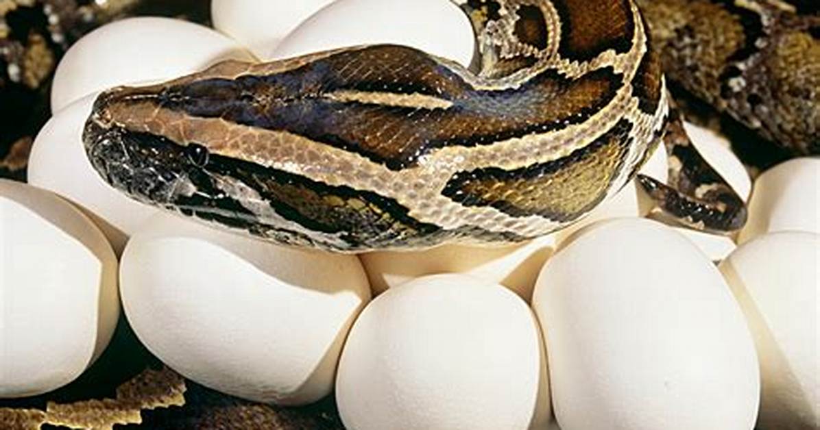 Amazing Burmese Python Facts & Care!