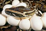 Amazing Burmese Python Facts & Care!