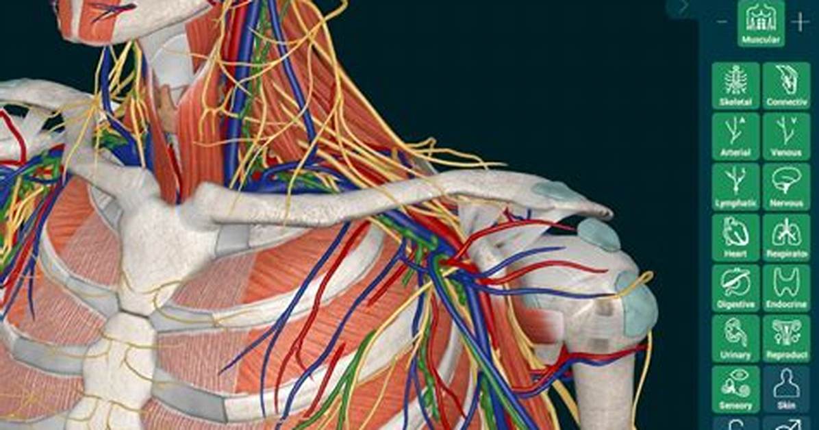 Anatomy of A