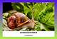 Animals That Eat Pond Snails