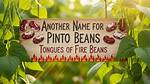 Another Name for Pinto Beans: Uncover the Hidden Alias
