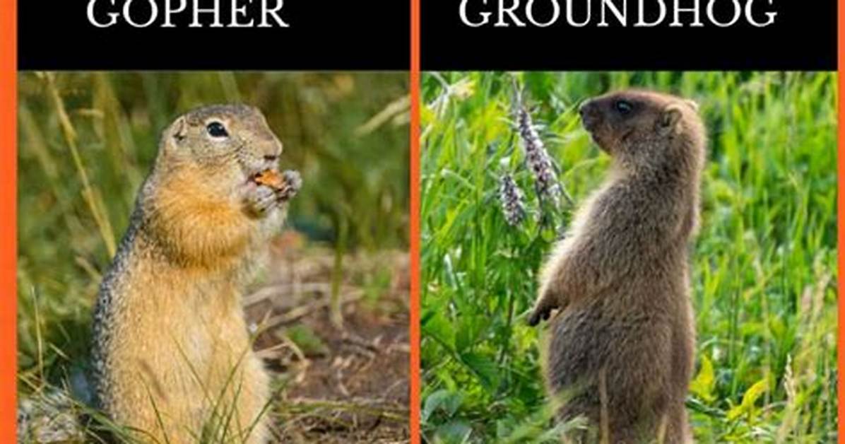 Are a Groundhog and a Gopher the Same Thing?