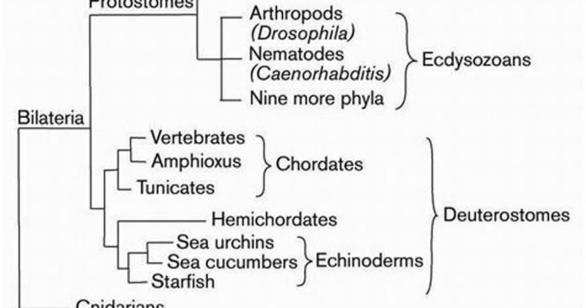 Are All Bilateria Triploblastic?