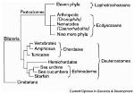 Are All Bilateria Triploblastic?