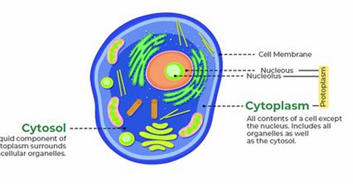 Are All Proteins Made in the Cytosol?