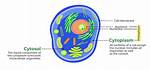 Are All Proteins Made in the Cytosol?