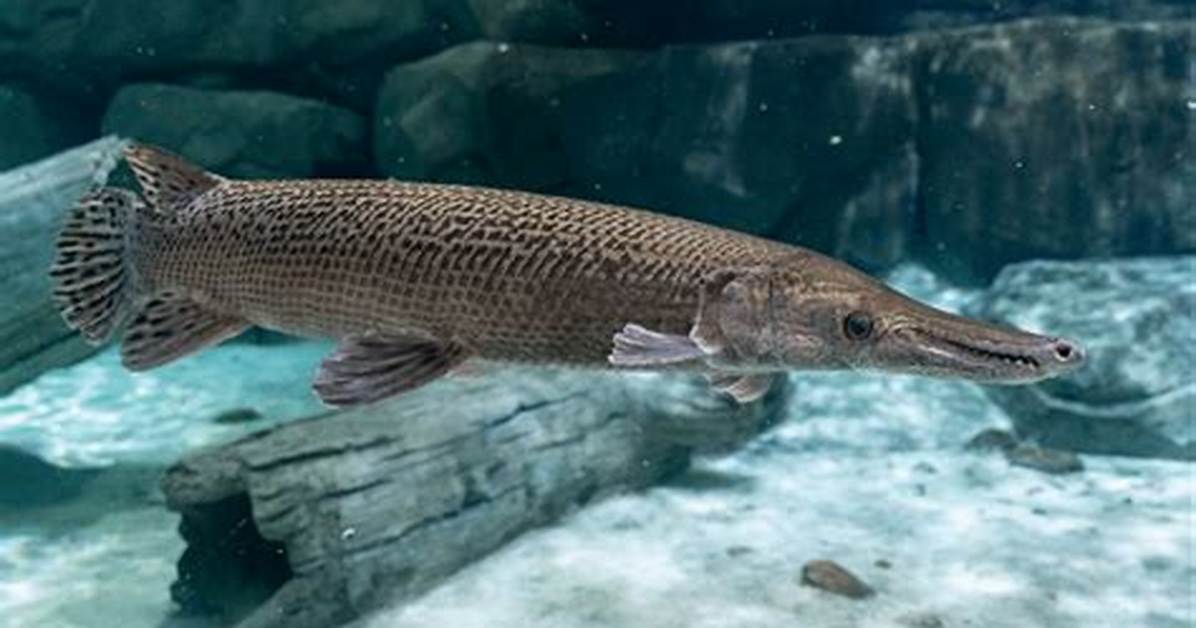 Are Alligator Gars Endangered?