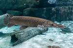 Are Alligator Gars Endangered?