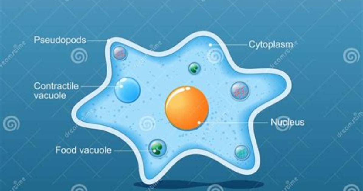 Are Ameba Single Cell?