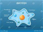 Are Ameba Single Cell?