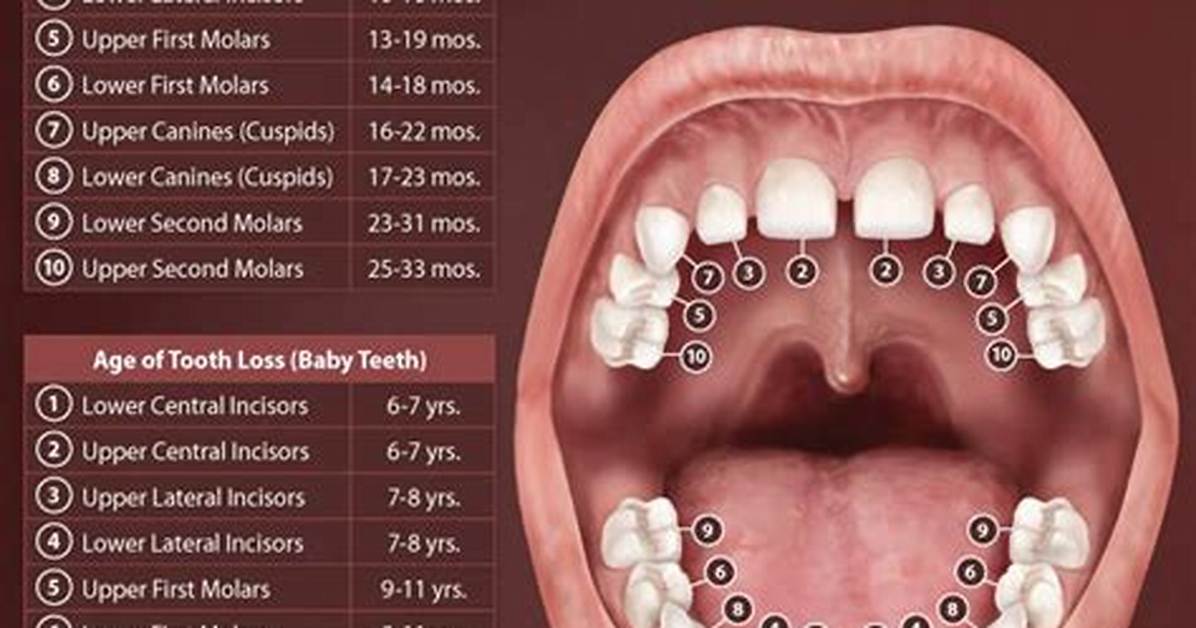 Are Babies Born with All Their Teeth in Their Skull?