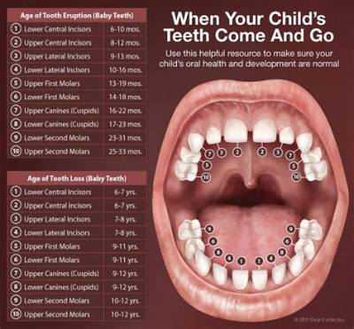 Are Babies Born with All Their Teeth in Their Skull?