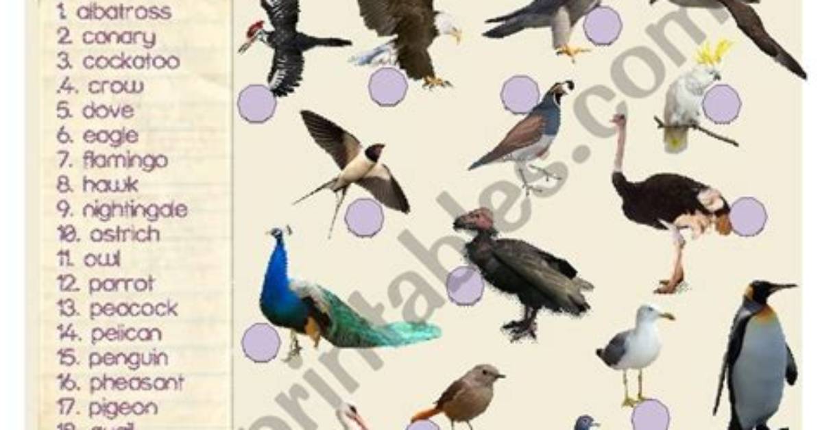 Are Birds in the Animal Kingdom?