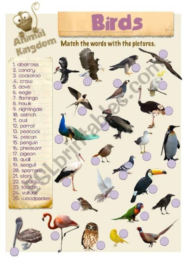Are Birds in the Animal Kingdom?