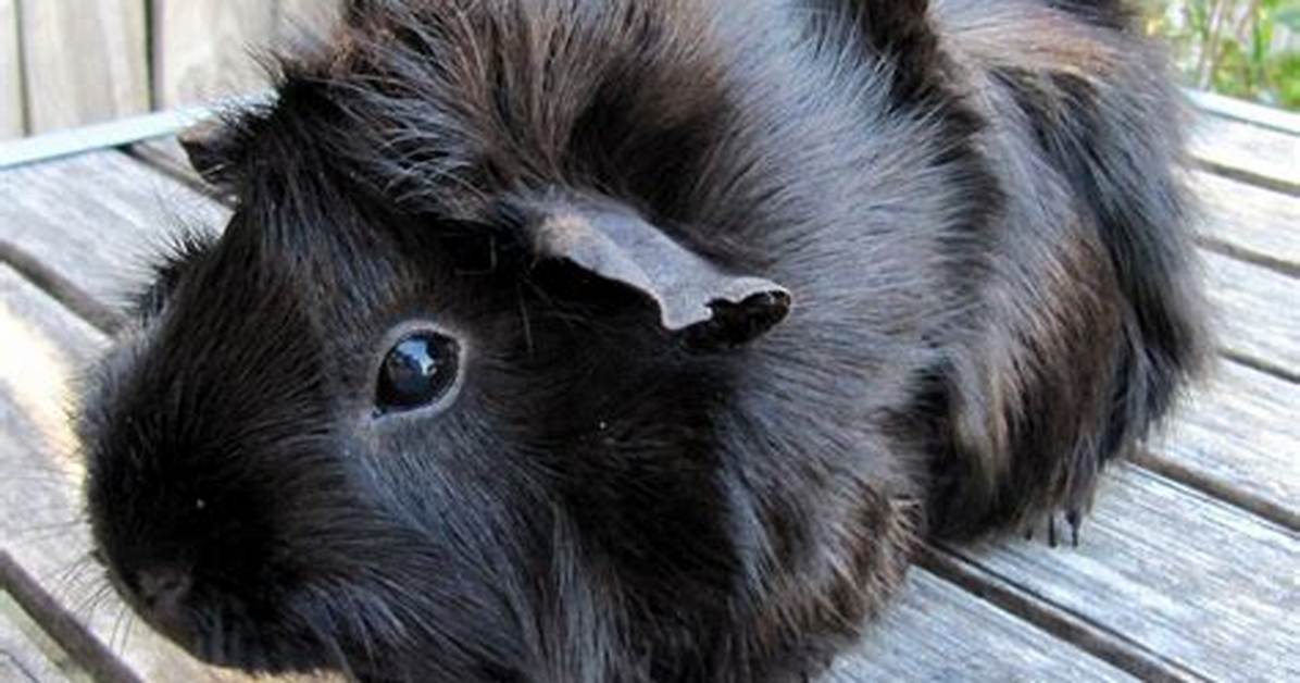 Are Black Guinea Pigs Rare?