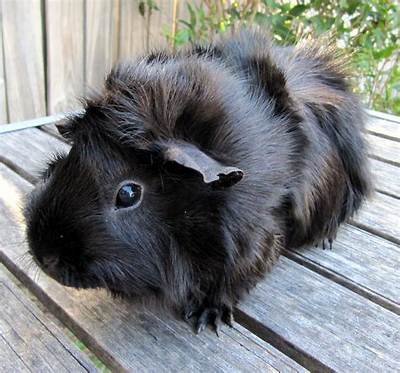 Are Black Guinea Pigs Rare?