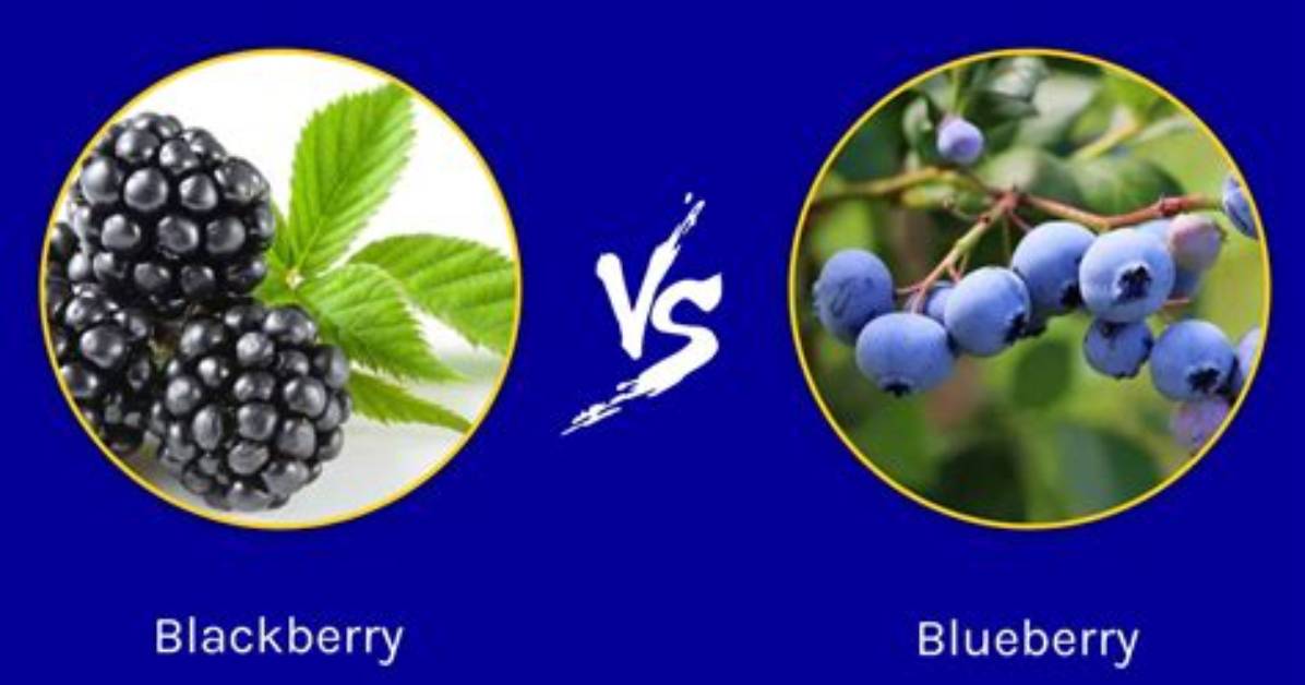 Are Blackberries Better Than Blueberries?