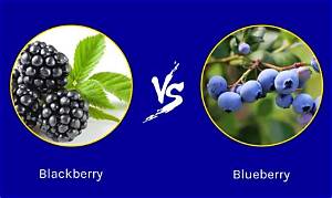 Are Blackberries Better Than Blueberries?