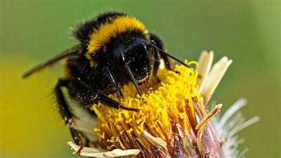 Are Bumble Bees Aggressive?