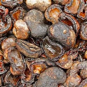 Are Cashew Shells Poisonous?