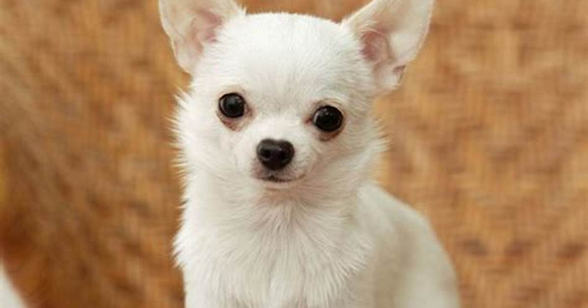 Are Chihuahua From