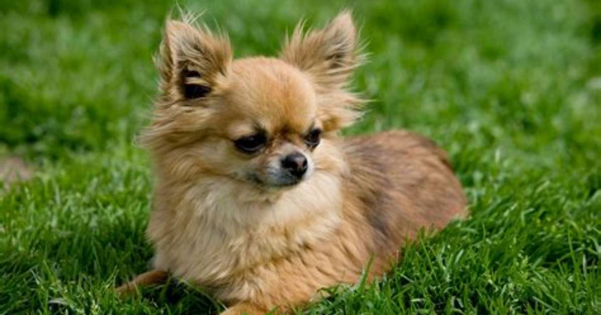 Are Chihuahua